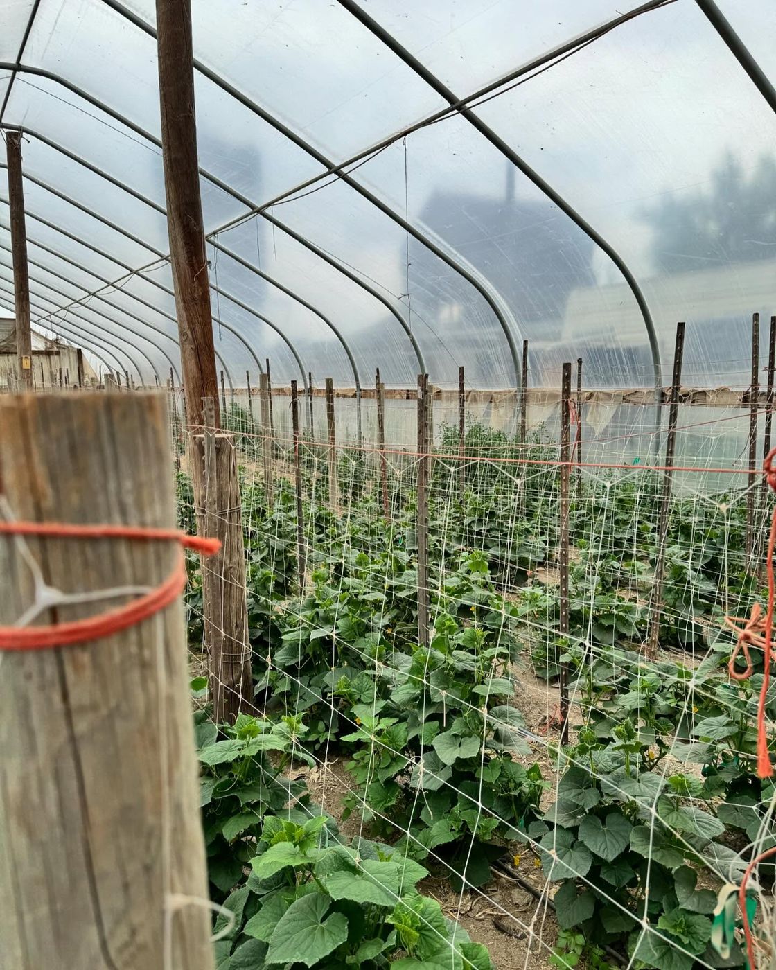 Plants growing in a greenhouse at Organic Fernandez Farm